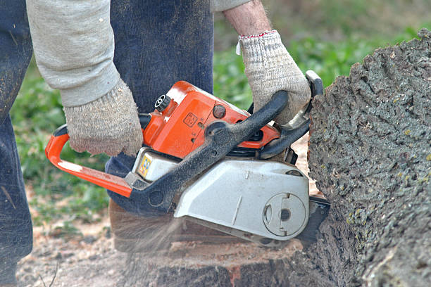 Best Leaf Removal  in Wautoma, WI